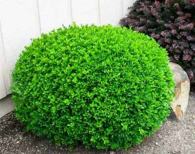 BOXWOOD, WINTER GEM #6
