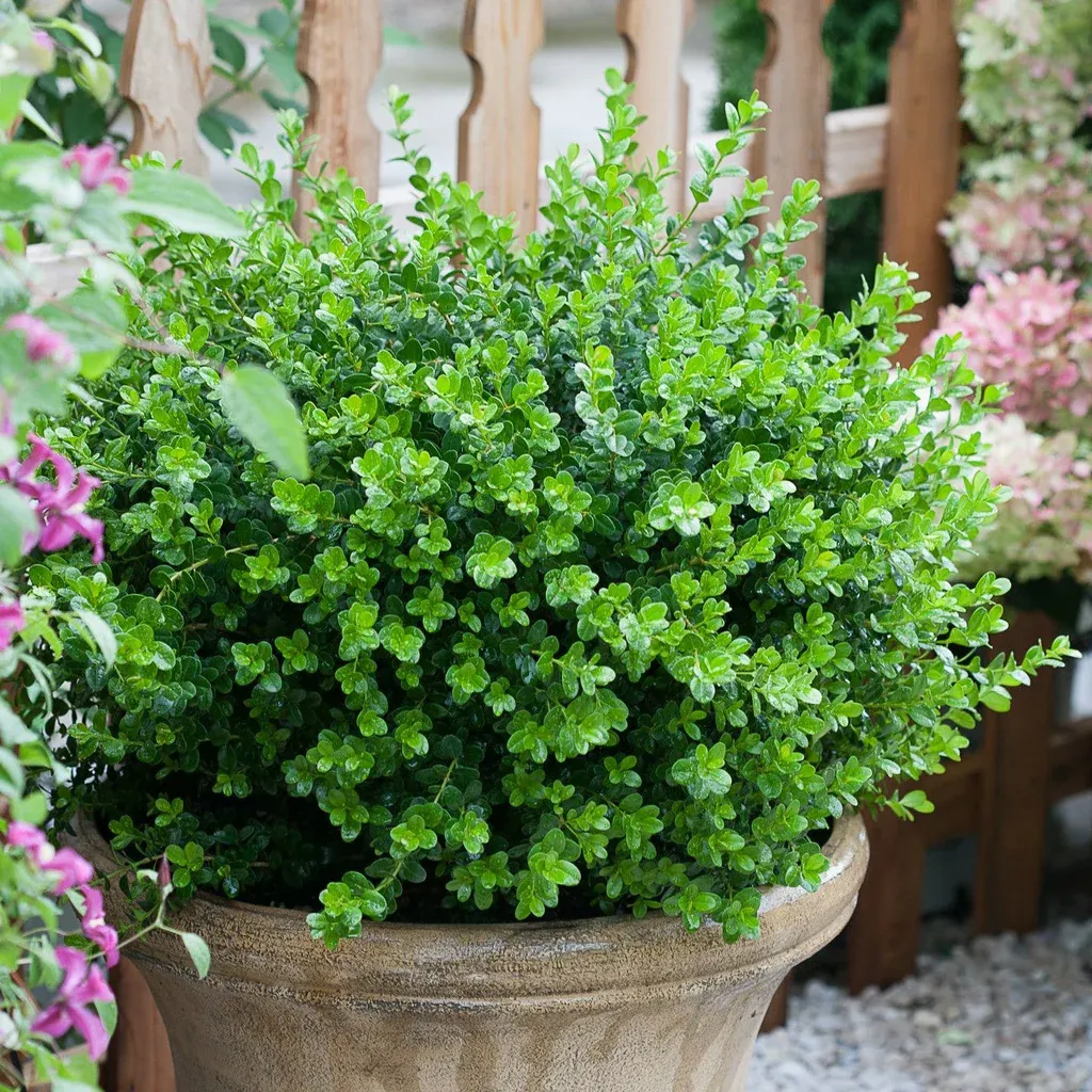 BOXWOOD, SPRINTER, #6