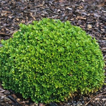 BOXWOOD, WOODBURN SELECT #3