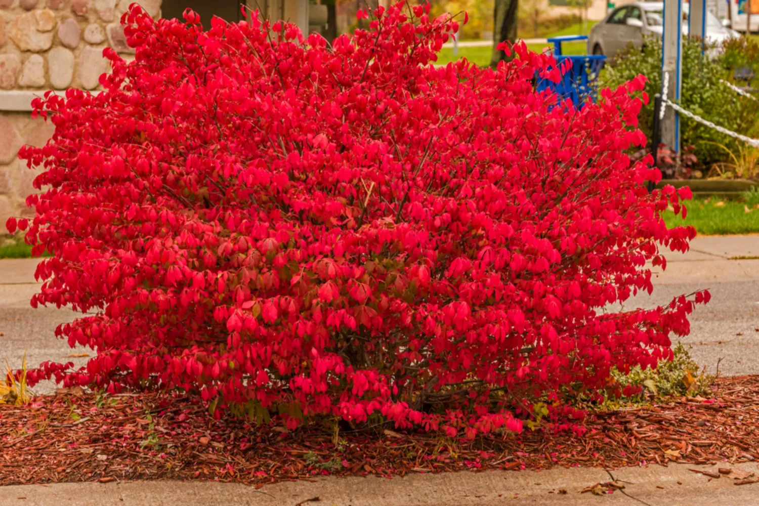 BURNING BUSH #5