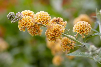 BUTTERFLY BUSH, HONEYCOMB, #3