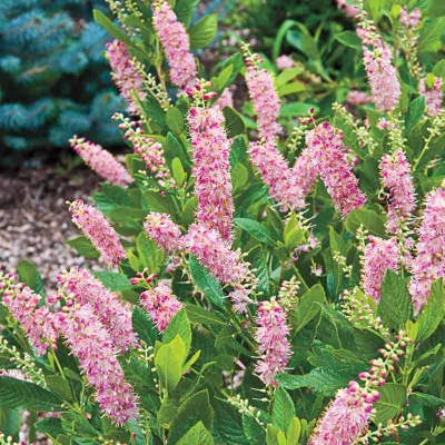 CLETHRA, RUBY SPICE SUMMERSWEET, #3