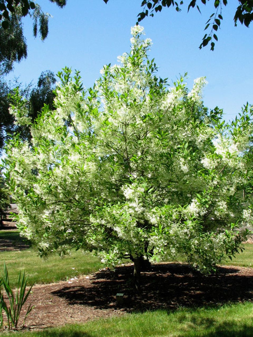 CHIONANTHUS, WHT. FRINGE, MS, #5