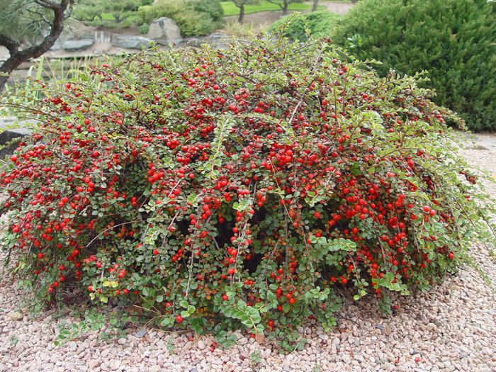 COTONEASTER, CRANBERRY, #3