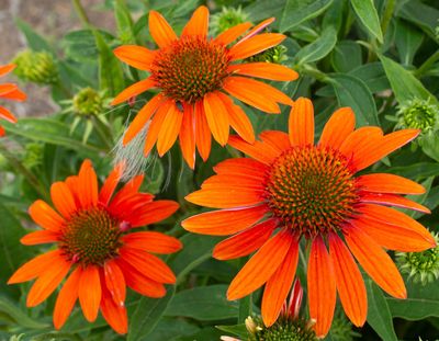CONEFLOWER SMBR ADOBE ORANGE #1