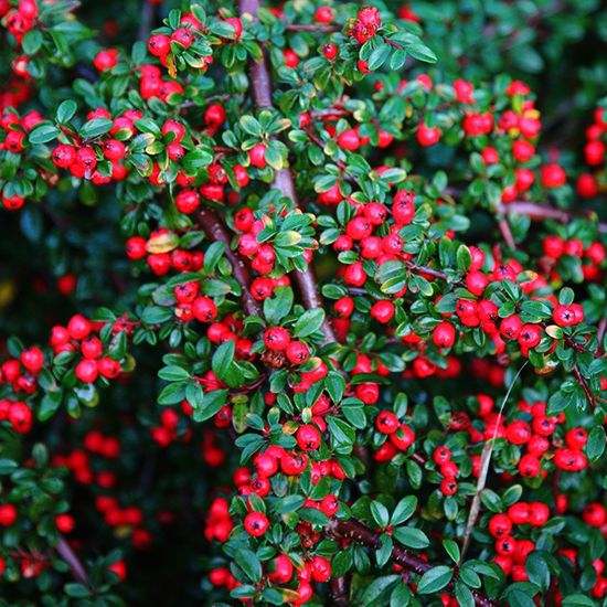 COTONEASTER, CORAL BEAUTY, #3