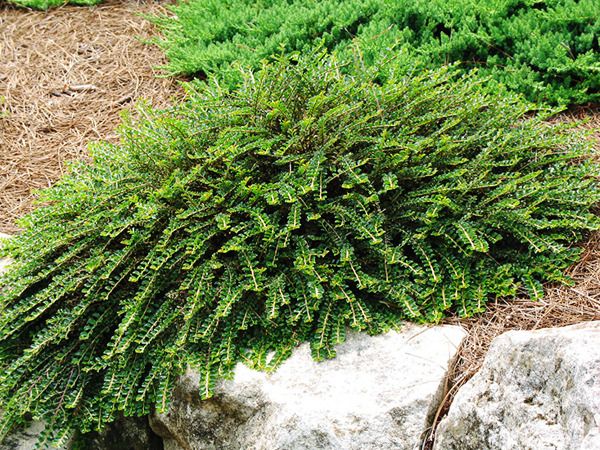 COTONEASTER, TOM THUMB, #3