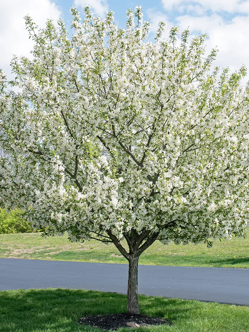 CRABAPPLE, SUGAR TYME, 2.0 BB