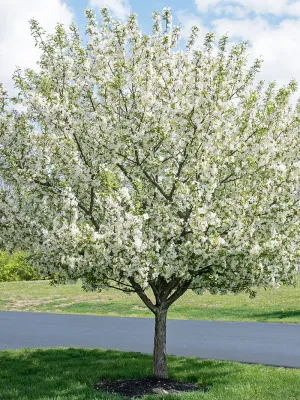 CRABAPPLE, SUGAR TYME, 2.0 BB