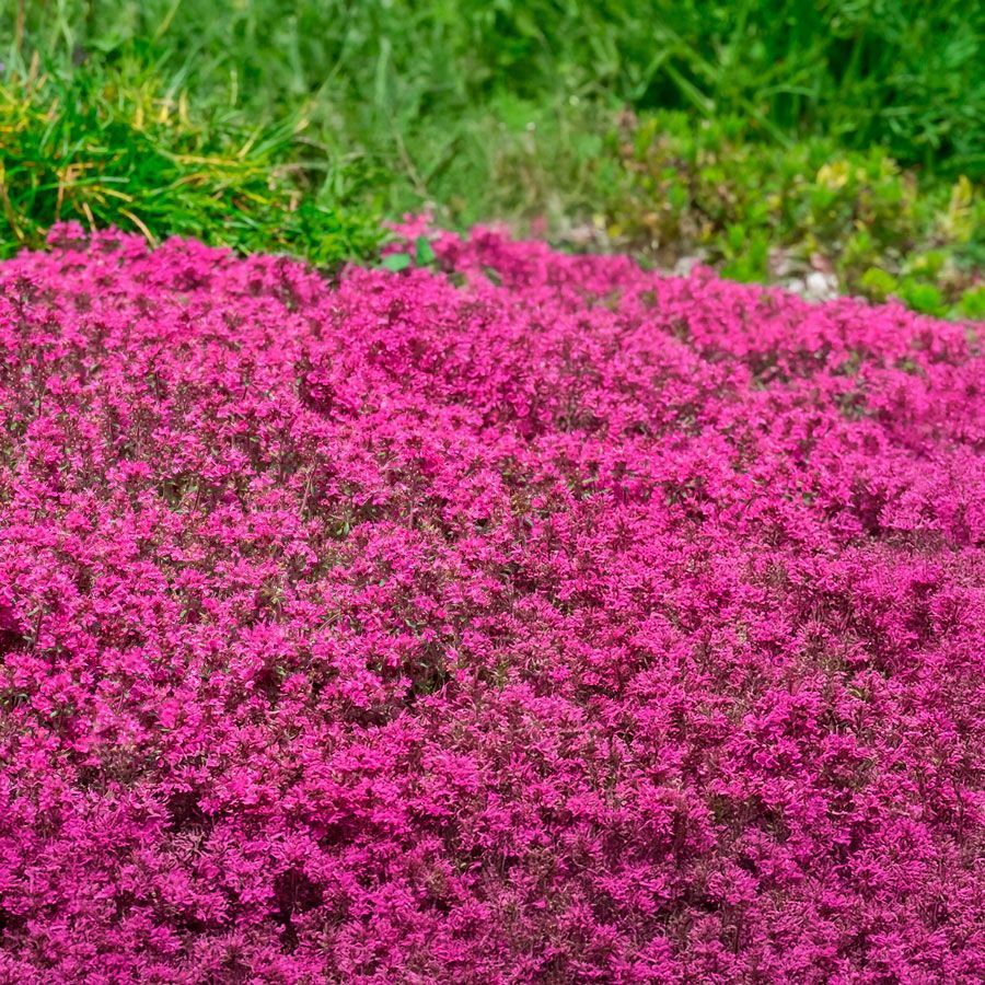 THYME, CREEPING RED, #1