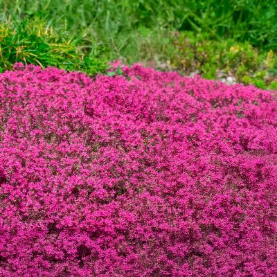 THYME, CREEPING RED, #1