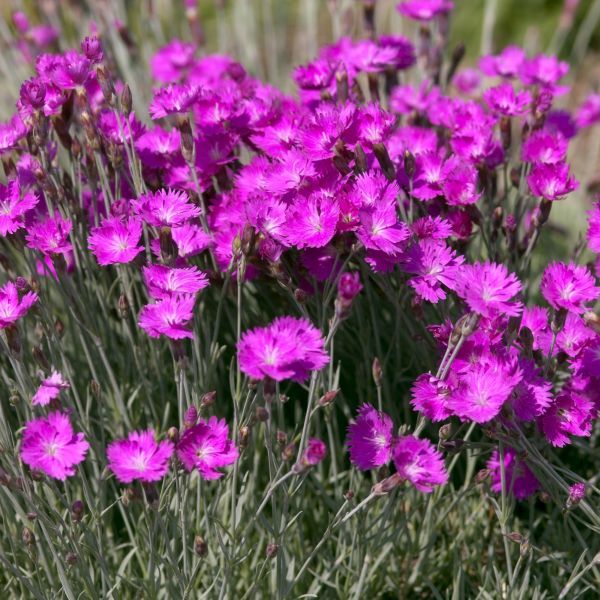 DIANTHUS FIREWITCH #1