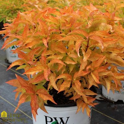 DIERVILLA, KODIAK ORANGE, #3