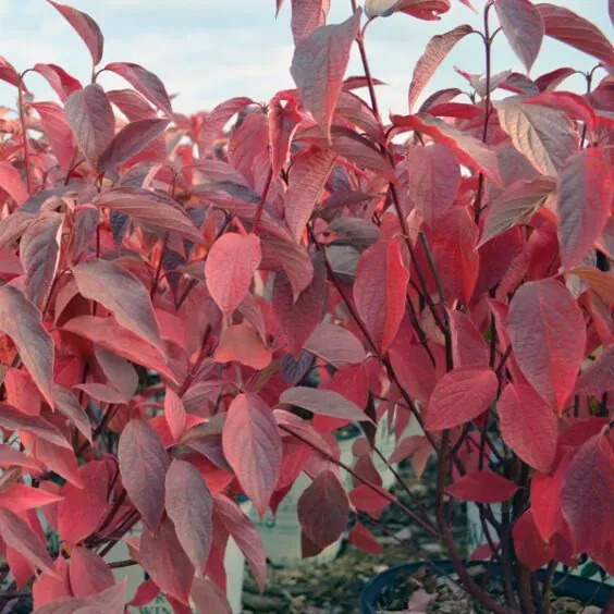 DOGWOOD, ARCTIC FIRE, #5