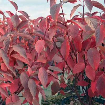 DOGWOOD, ARCTIC FIRE, #5