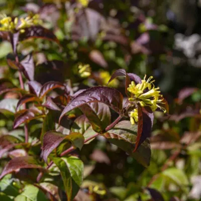 DIERVILLA, KODIAK BLACK, #3