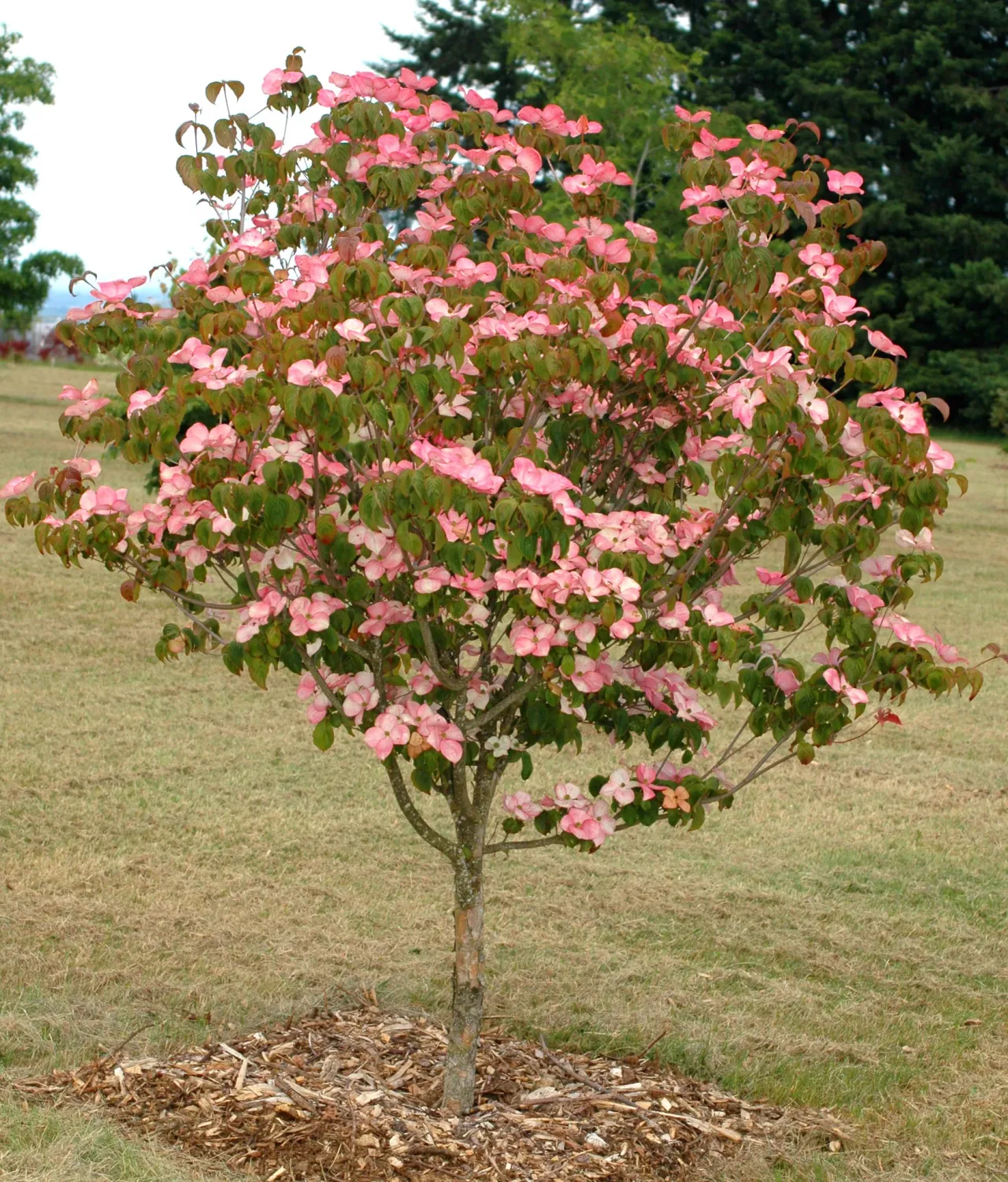 DOGWOOD, KOUSA, SATOMI, #20