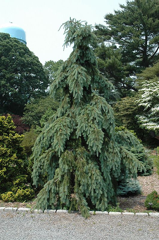 DOUGLAS FIR, GRACEFUL GRACE, 5-6' BB