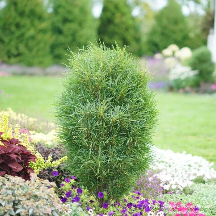 FINELINE BUCKTHORN #6 -RON WILLIAMS