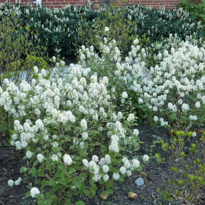 FOTHERGILLA GARDENII, #3