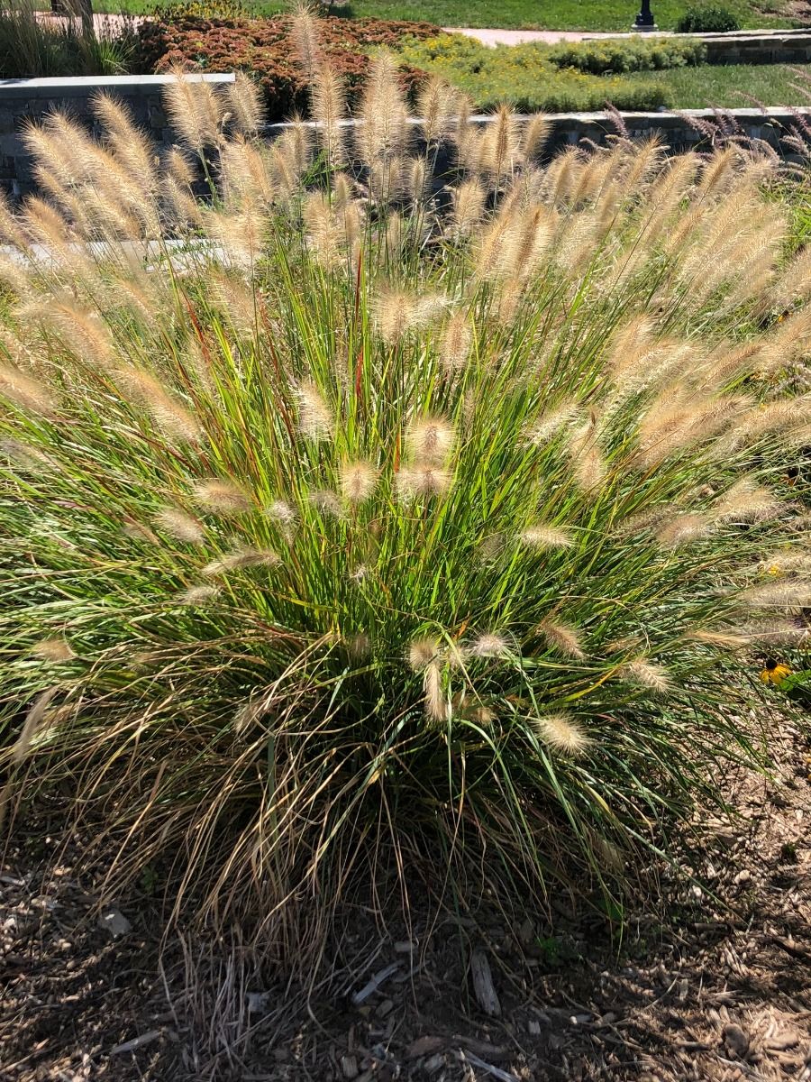 FOUNTAIN GRASS, HAMELYN, #3