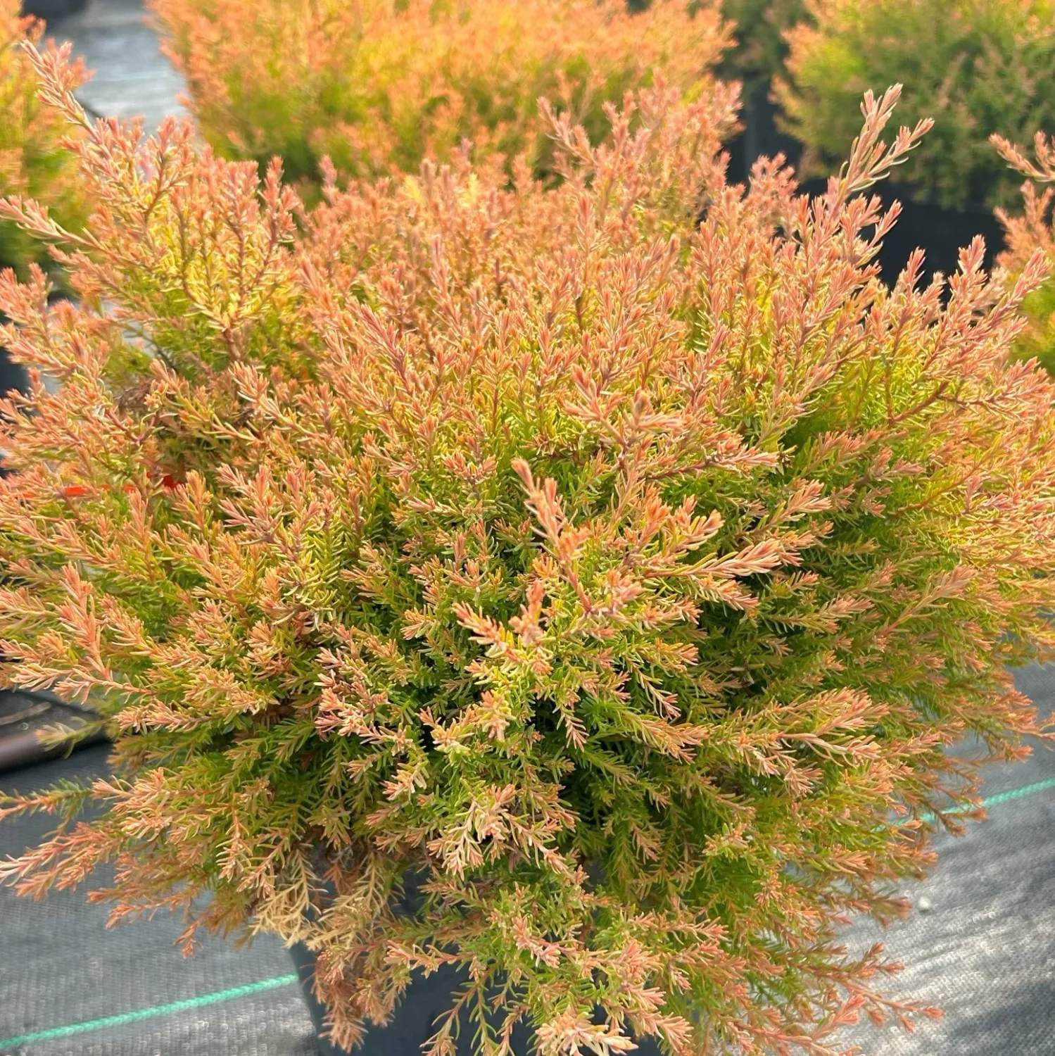 ARBORVITAE, FIRE CHIEF, #3