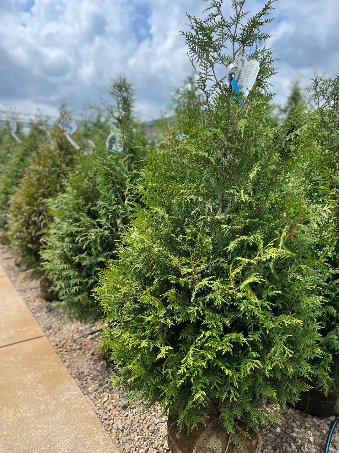 ARBORVITAE, LEPRECHAUN, #10