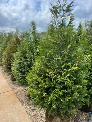 ARBORVITAE, LEPRECHAUN, #10