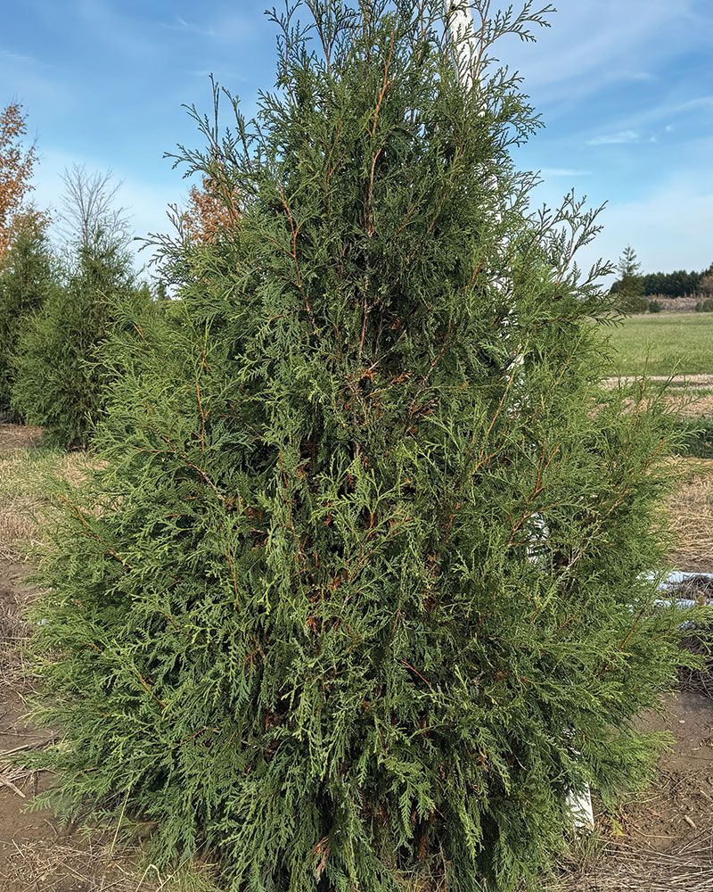 ARBORVITAE, TECHNY, #3