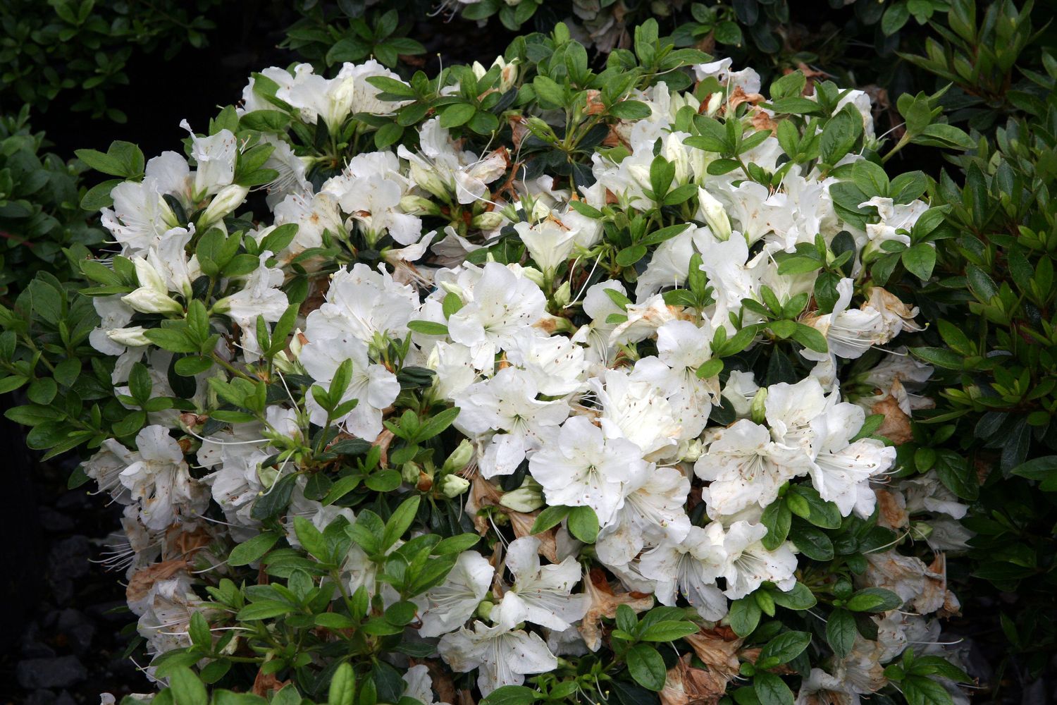 AZALEA, GIRARDS WHITE, #3