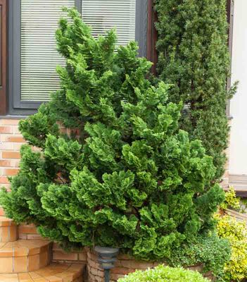 HINOKI, NANA GRACILIS, #6