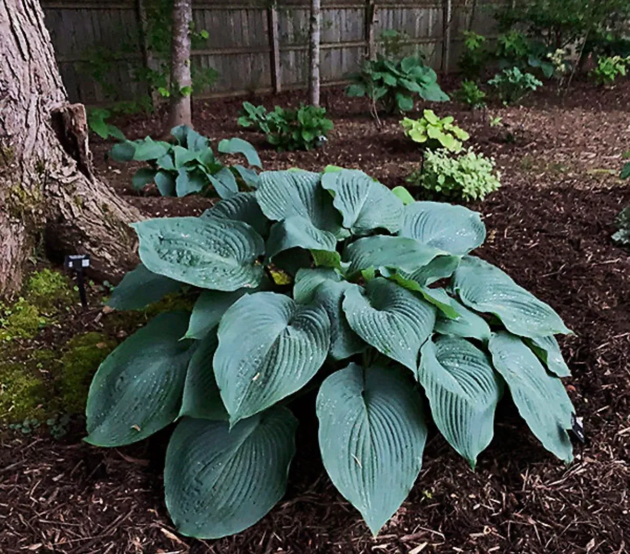 HOSTA, BLUE ANGEL #1