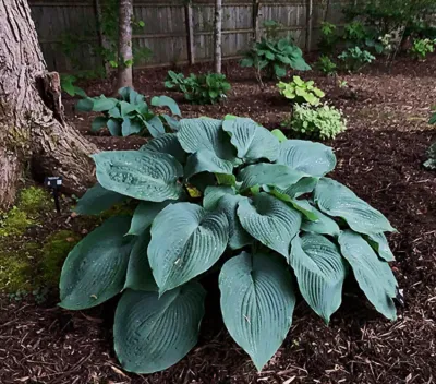 HOSTA, BLUE ANGEL #1