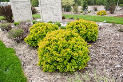 BARBERRY, LEMON GLOW, #2