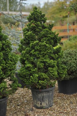 HINOKI GRACILIS, B&amp;B, 3-4'