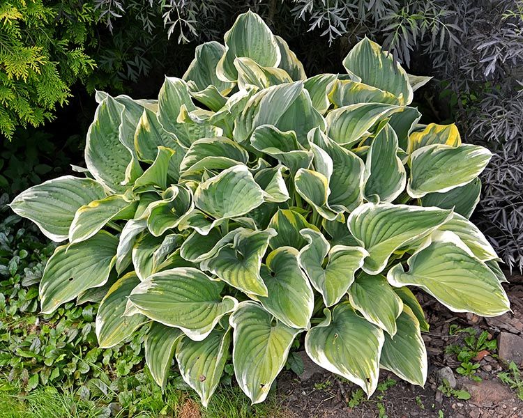 HOSTA FRANCEE #1