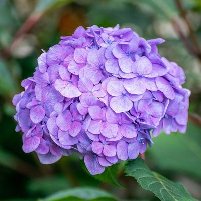 HYDRANGEA, ENDLESS SUMMER, #3