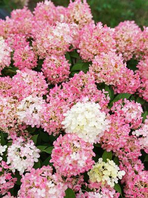 HYDRANGEA, FIRELIGHT, #3