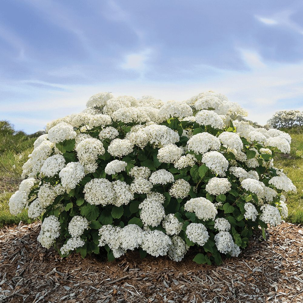 HYDRANGEA, FLOWERFULL, #3