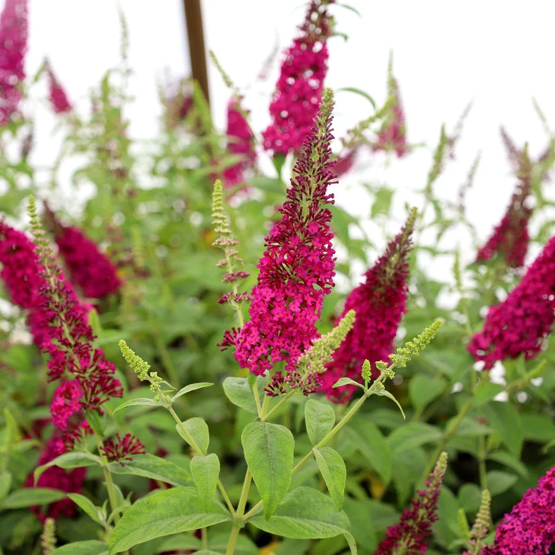 BUTTERFLY BUSH, MISS MOLLY, #3