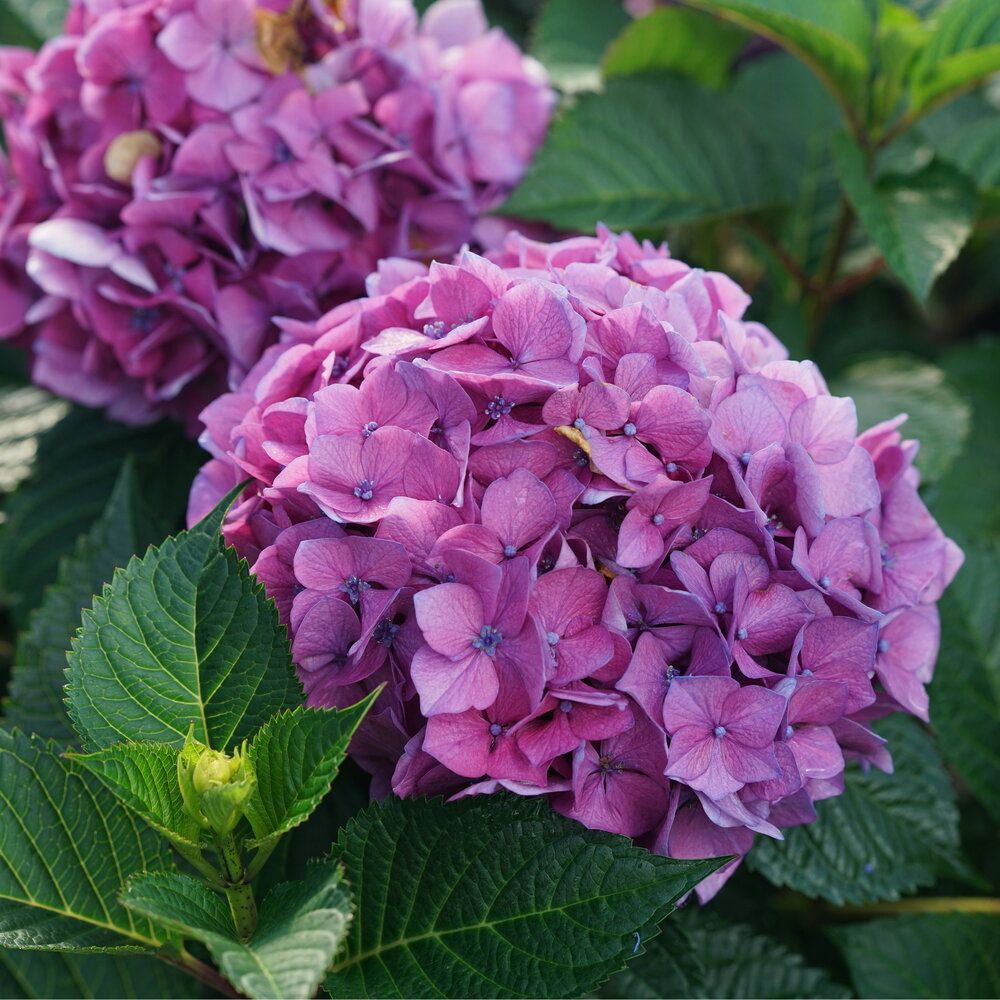 HYDRANGEA, LETS DANCE, LOVABLE, #3