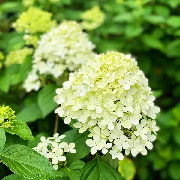 HYDRANGEA, LIMELIGHT PRIME, #6