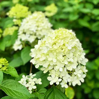 HYDRANGEA, LIMELIGHT PRIME, #6