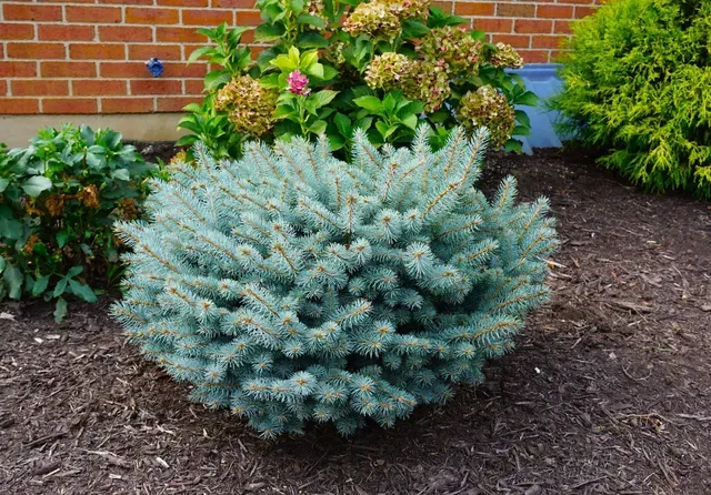 BLUE SPRUCE, GLOBE, #10