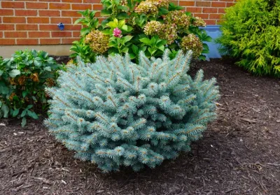 BLUE SPRUCE, GLOBE, #10
