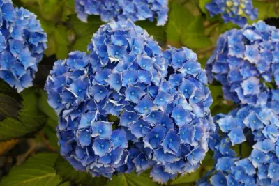 HYDRANGEA, LETS DANCE, RHYTHMIC BLUE, #2