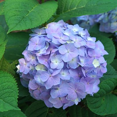 HYDRANGEA, LETS DANCE, SKYVIEW, #3