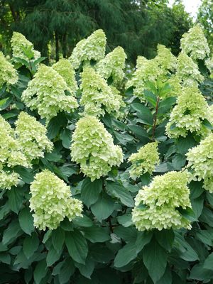 HYDRANGEA, LIMELIGHT PRIME, #10