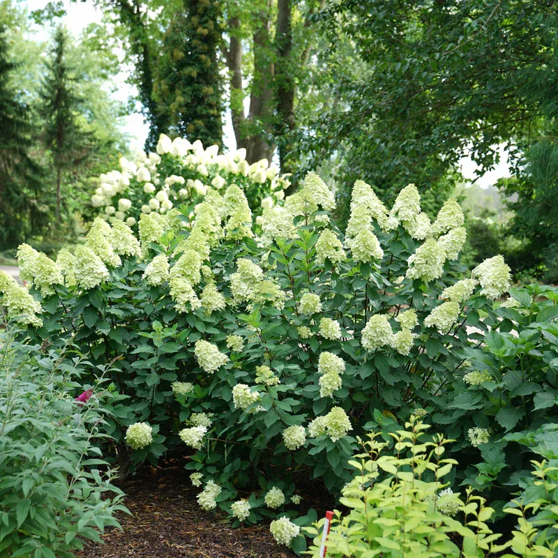HYDRANGEA, LIMELIGHT PRIME, #3