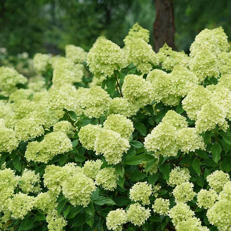 HYDRANGEA, LITTLE LIME, #6